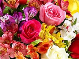 Citation Fleur Citation Fleur