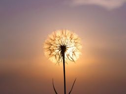 Citation Sagesse Citation Sagesse