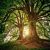 Citation Arbre