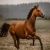 Citation Cheval