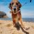 Citation Chien