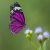 Citation Papillon