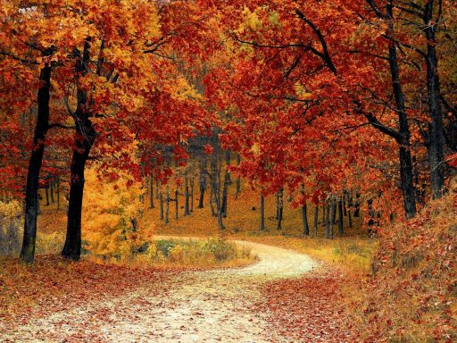 Citation Automne