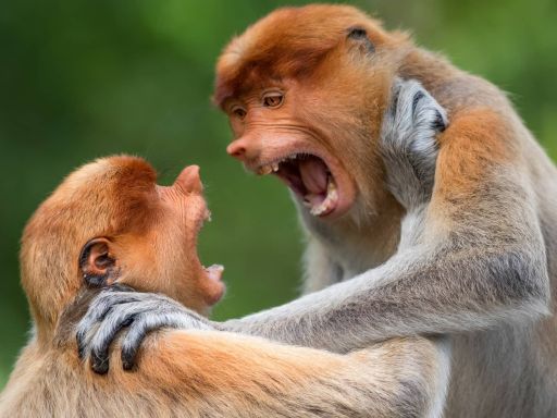 citations sur l'abruti